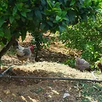 Markev * Vlorë