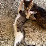 Markev * Vlorë