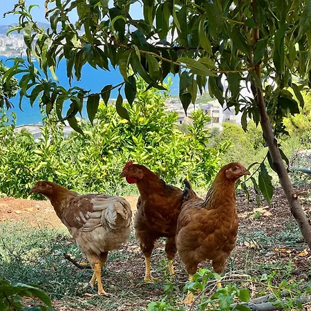 아파트 Markev Vlorë