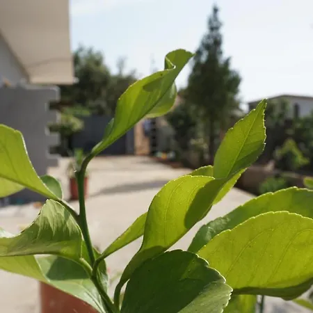 Markev Apartament Wlora