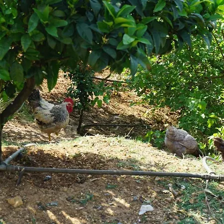 Markev * Vlorë